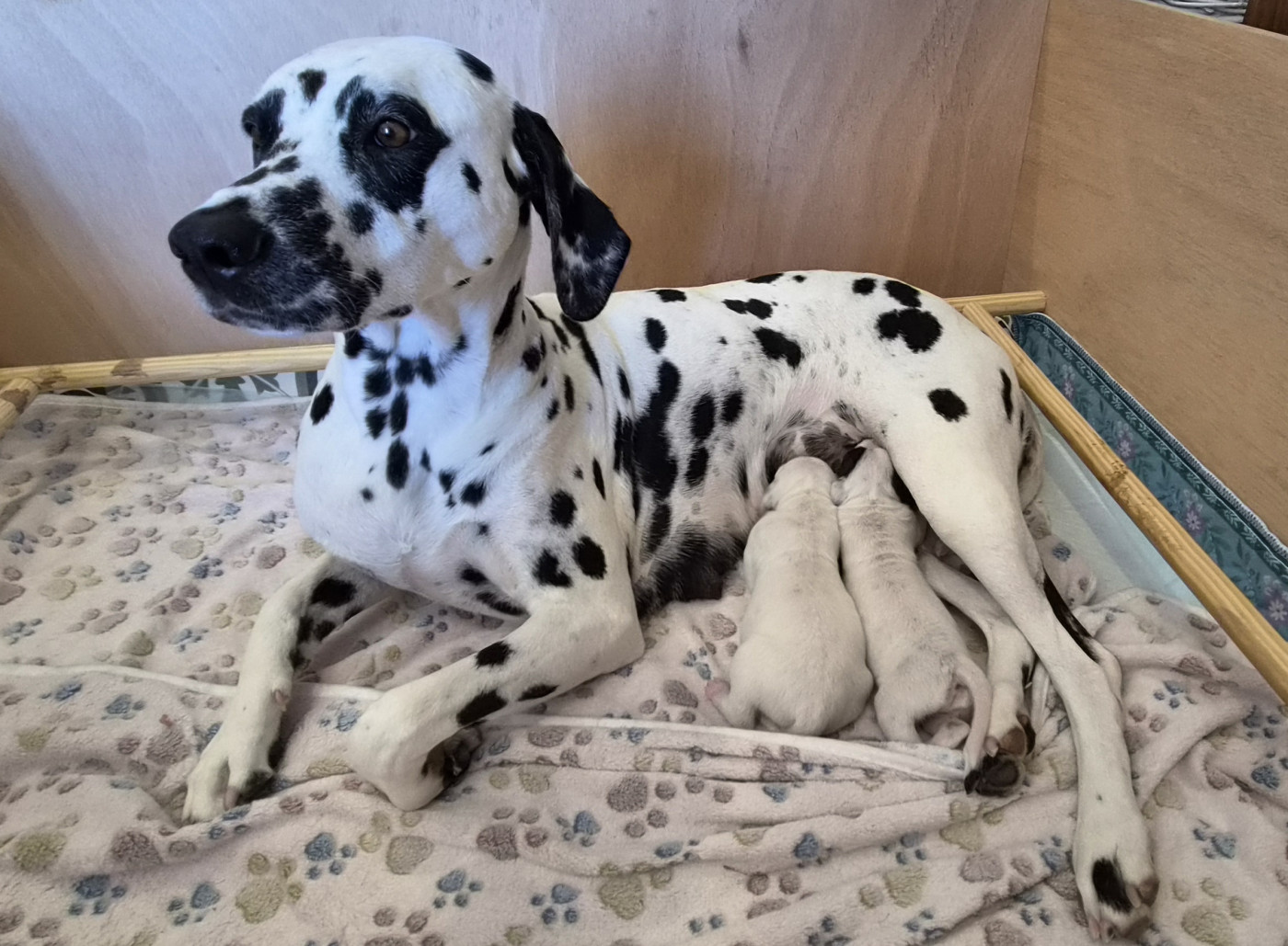 Chiot Dalmatien Des Marais D'orjoury