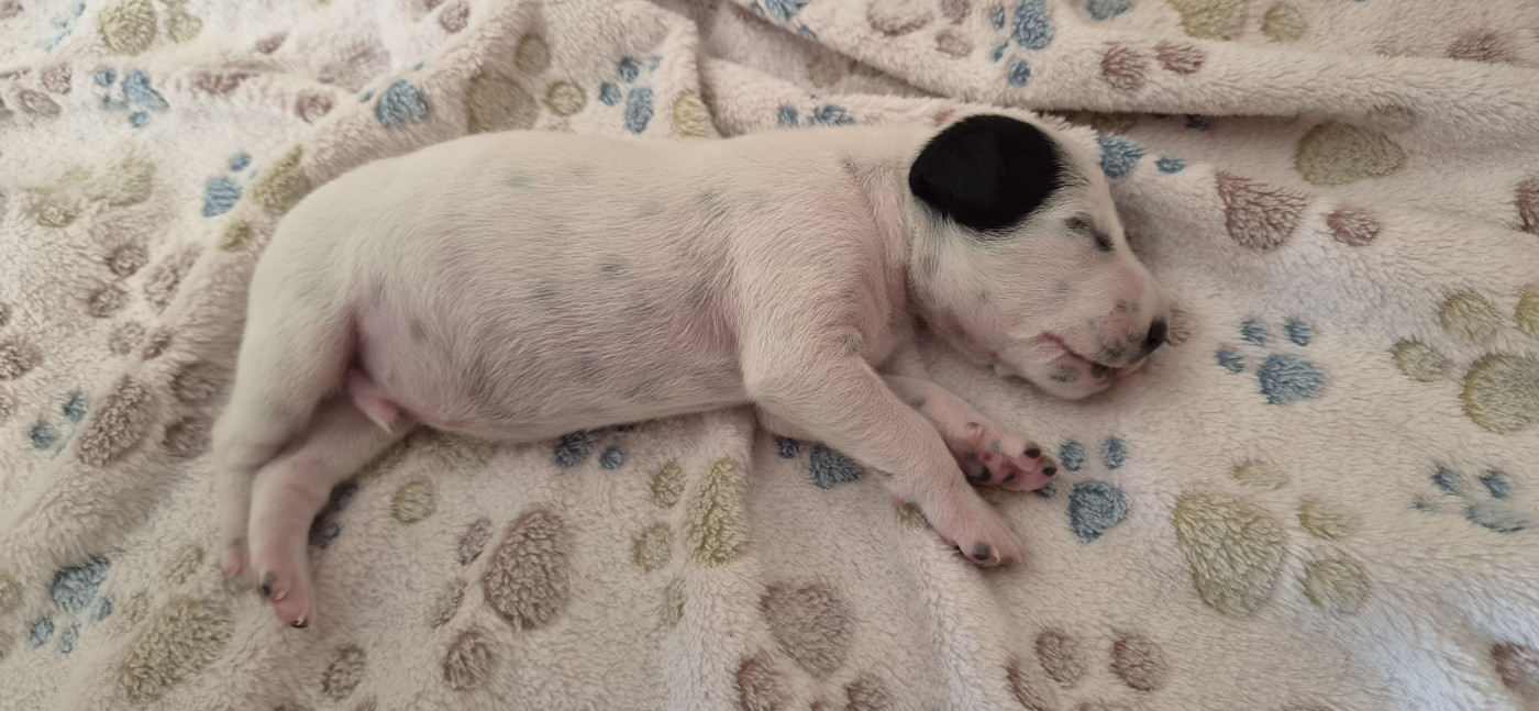 Des Marais D'orjoury - Chiots disponibles - Dalmatien