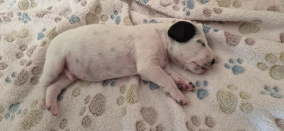 Chiot N°1